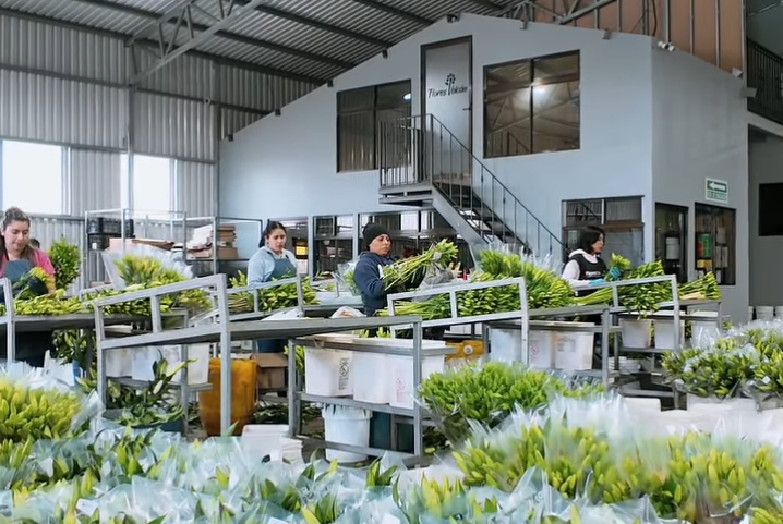 Pytes V16 apoya la producci&oacute;n de flores en Costa Rica.