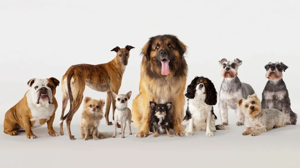 020124_eg_dog_breeds_feat.webp